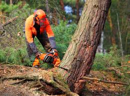 Best Stump Grinding and Removal  in Harper, KS